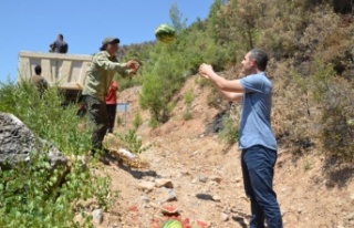 Yaban hayatı için yanan ormana 10 ton karpuz bırakıldı