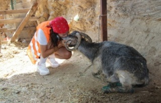 Yangın onlarıda çok etkiledi!  Yavrusunu kaybetti,...