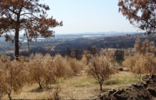 Yangında 18 bin dönüm zeytin ağacı yandı