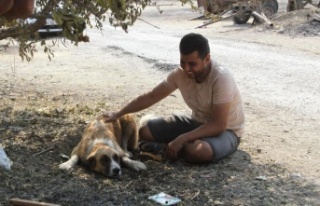 Yangında kaybolan köpeği 4 gün sonra geri geldi,...