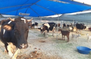 Yangında zarar gören çiftçiye yem ve saman dağıtılıyor