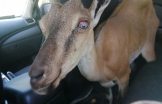 Yaralı yaban keçisi, tedavisi için hayvanat bahçesine...