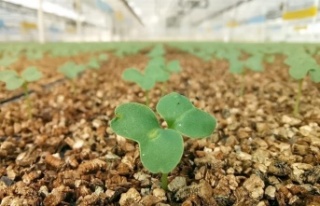 3 milyon tohum toprakla buluştu