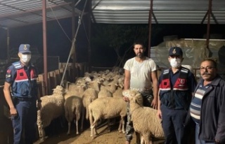 Ağılın kapısının açık unutulmasını fırsat...