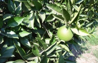 Akdeniz meyve sineğinin vurduğu portakallara sıkı...