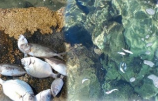Alanya'da bu balıklar neden ölüyor?