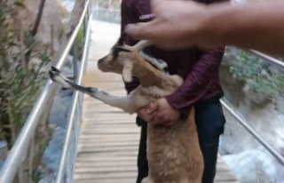 Alanya'da kurtarmaya çalıştığı dağ keçisi...