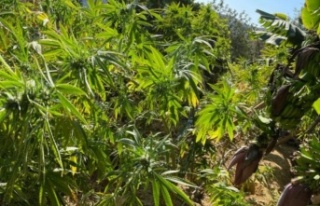 Alanya'da muz ağaçları ile perdelenen uyuşturucu...