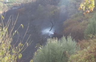 Alanya'da orman yangını büyümeden söndürüldü