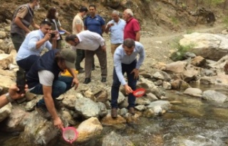 Alara Çayı'na 4 bin adet kırmızı benekli...