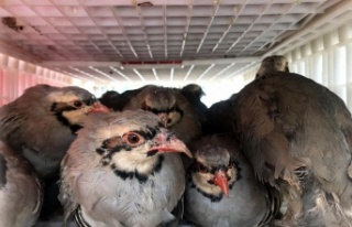 640 mahallesinde 18 bin kınalı keklik doğaya salınıyor