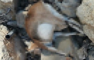 Avlanması yasak olan yaban keçisi vurulmuş halde...