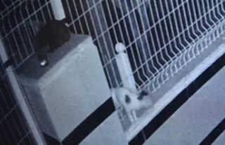 Ayağı bahçe teline sıkışan yavru kedi 9 saat...