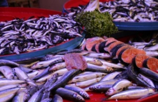 Bu yıl palamut yok denilecek kadar az