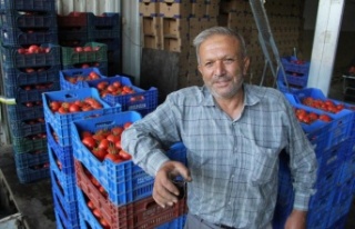 Domates ve biber üreticisinde Rusya sevinci