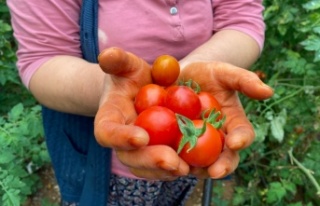 Domateste yüzde 75,93'lük artış