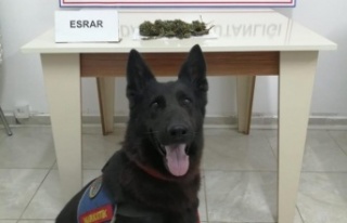 Gazipaşa’da durdurulan yolcu otobüsünde esrar...