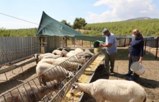 Koyunları telef olan aileye 15 koyun hediye edildi