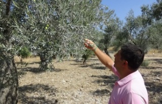 Kuraklık alarmı...'Zeytinde az su isteyen yerli...