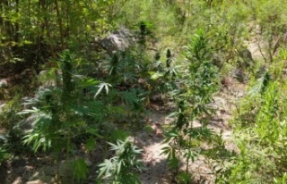 Ormanlık alan ve saksıdaki kenevir üretimine jandarma...