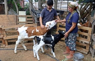 Prematüre doğan buzağını evine aldı, biberonla...