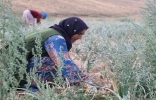 Tarımda çalışanlara su içmeleri tavsiyesi
