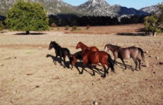 Yılkı atları yaşam alanlarına geri döndüler
