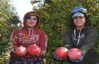 129 kilometre uzaktan nar hasadına geliyorlar