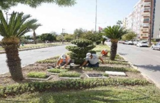 3 milyon kışlık çiçek toprakla buluşuyor