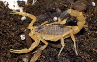 Alanya'da vatandaşın akrep paniği!