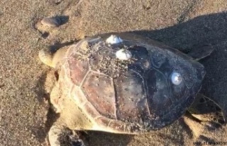 Alanya'da vicdansızlık! Kafasını koparmışlar