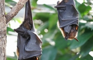 Alanya'da yarasalar vatandaşı canından bezdirdi