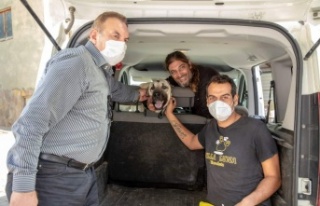 Aracın çarptığı sokak köpeğine belediye şefkati