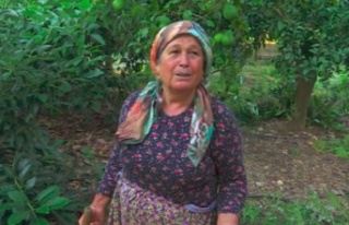 Avakado bahçesine dadanan hırsızlar bezdirdi