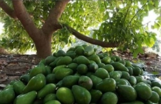 Avokado hırsızları Alanya Cezaevinde