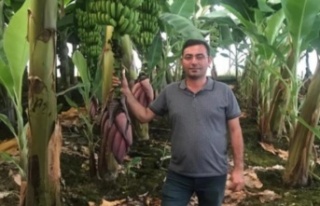 Bu haber Alanyalı muz üreticileri için