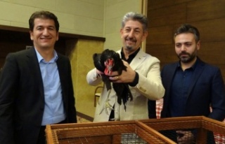 Gerze tavuğu YÖREX'e damga vurdu