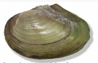 İki yeni midye türü keşfedildi