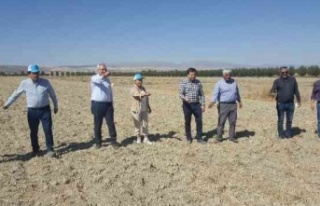 Kanser hastalarına şifa oluyor! Karakılçık buğdayı...