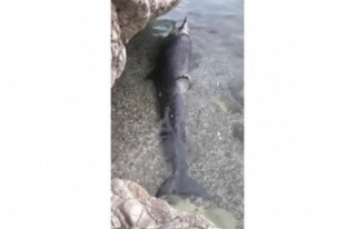 Kıyıya yalancı katil balina ölüsü vurdu