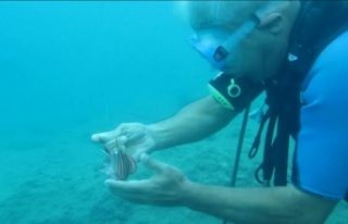 Mahsur kalan naylon balığına profesör eliyle özgürlük