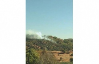 Orman yangını büyümeden söndürüldü