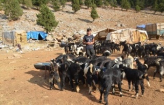 Orman yangınından etkilenen Yörükler otlakiye...