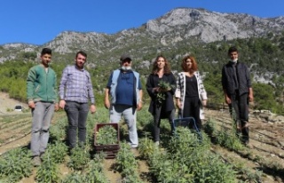 Adaçayı hasatı başladı