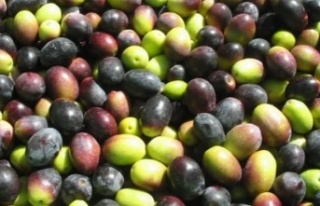 Alanya'da zeytin üreticisinin yağ isyanı