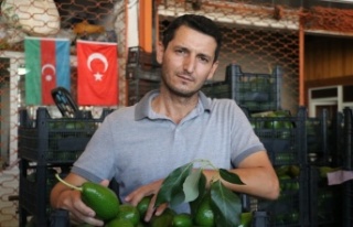 Başkan Sevilgen’den avokado hırsızlarına mesaj!