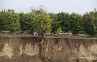 Aşırı yağışla kayan toprak, ağacın saçaklarını...