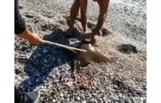 Balık tutan bir kişinin oltasına vatoz balığı...