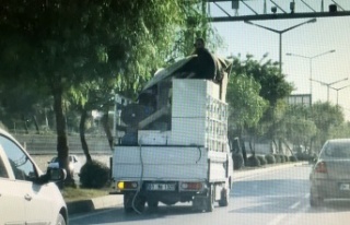 Buzdolabı üzerinde tehlikeli yolculuk
