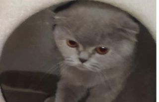 Çilingirle girdikleri evden kediyi bile çaldılar